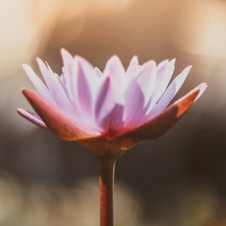 lotus flower blossoming